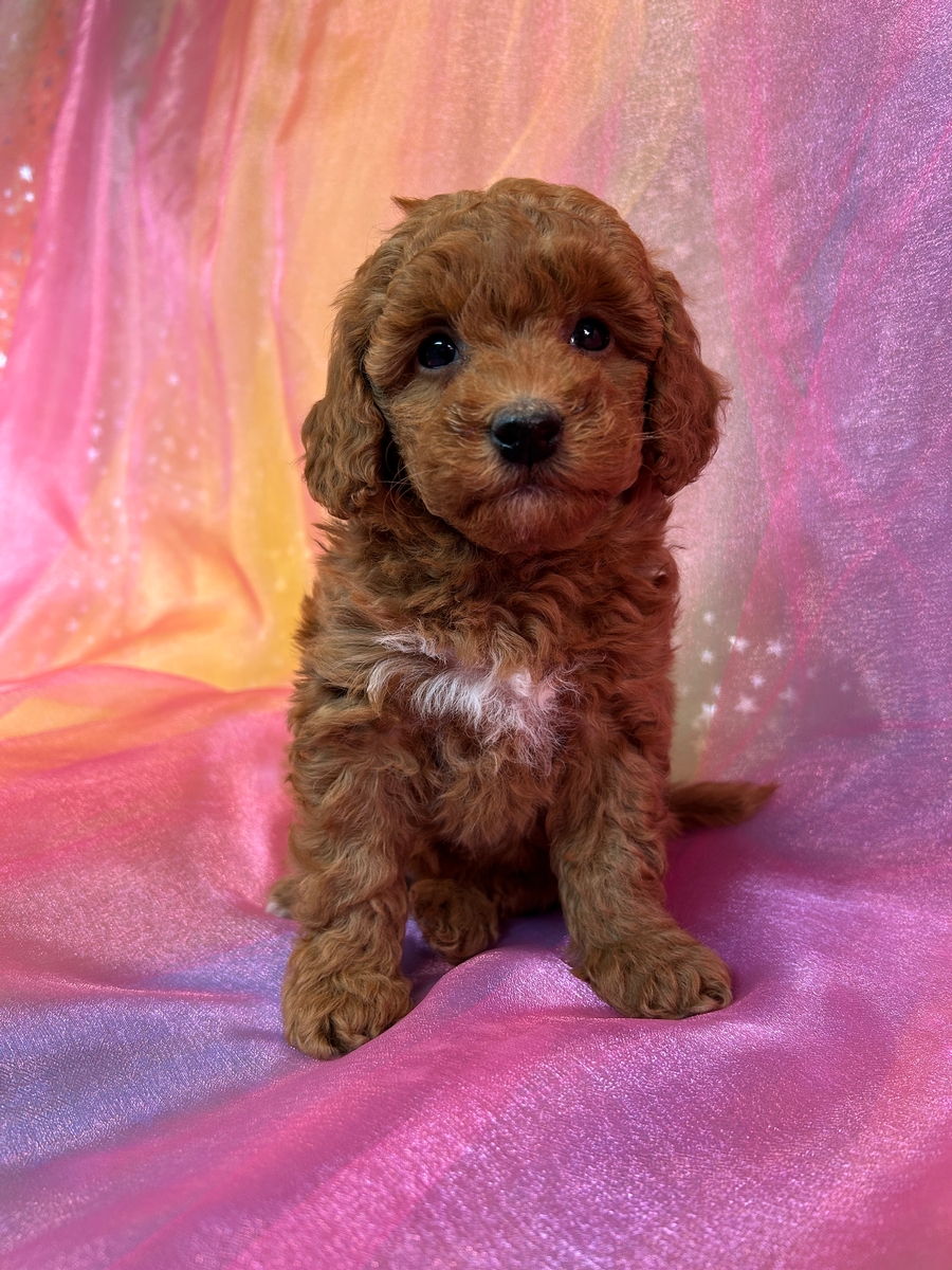 Female Mini Bernedoodle Puppy for Sale DOB 12-29-2024 $950